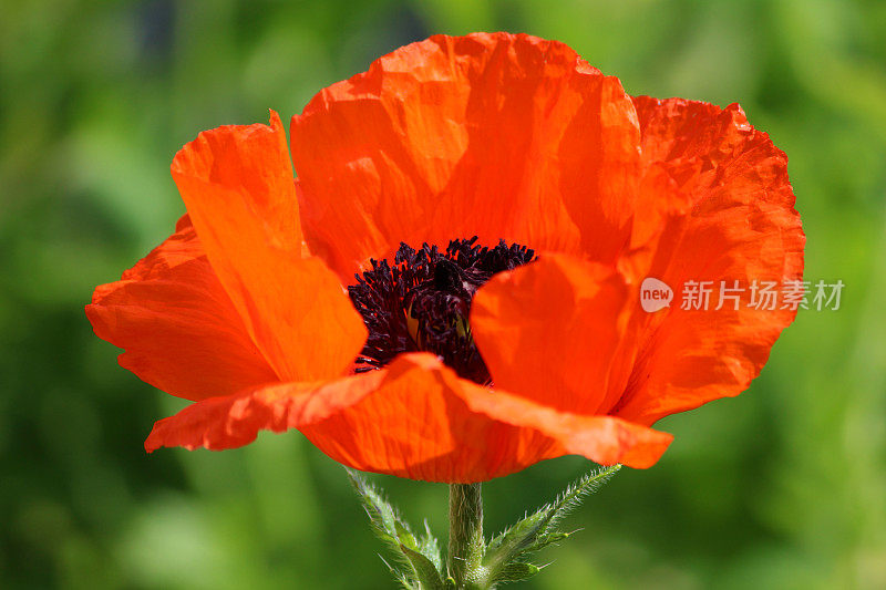 红色罂粟花(Brilliant Red Oriental poppy / Papaver Orientale Brilliant)